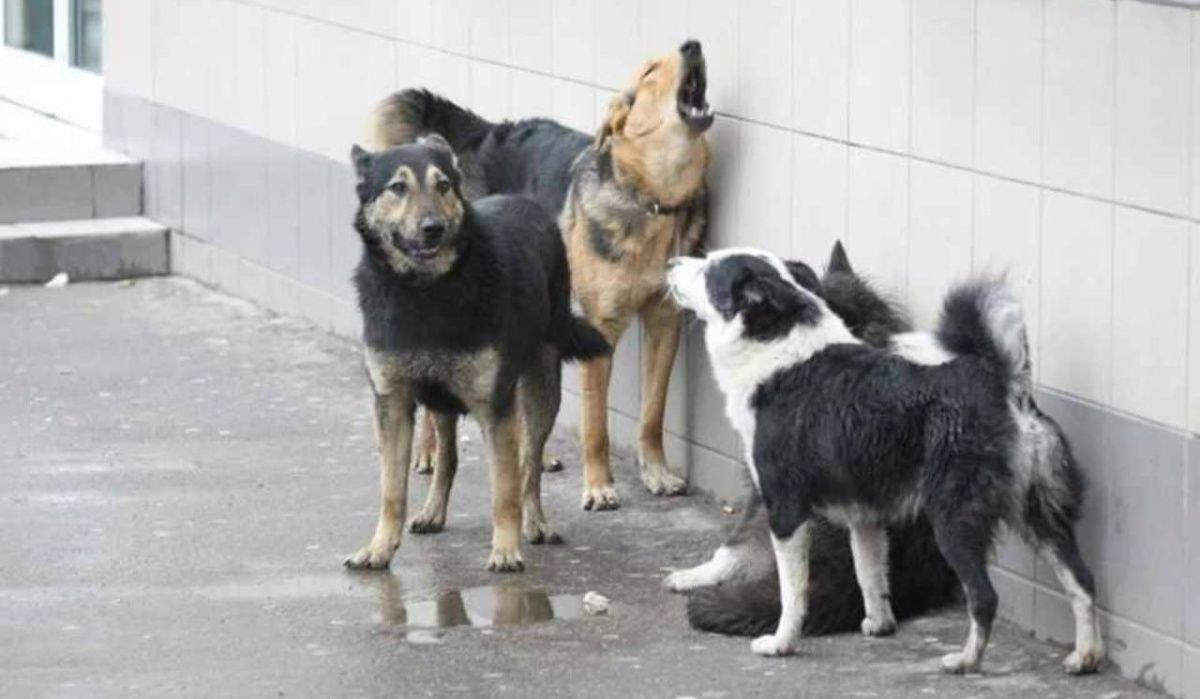 В Татарстане утвердили порядок отлова и умерщвления бездомных животных