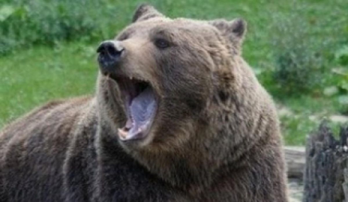 Бурых медведей хотят исключить из Красной книги Татарстана