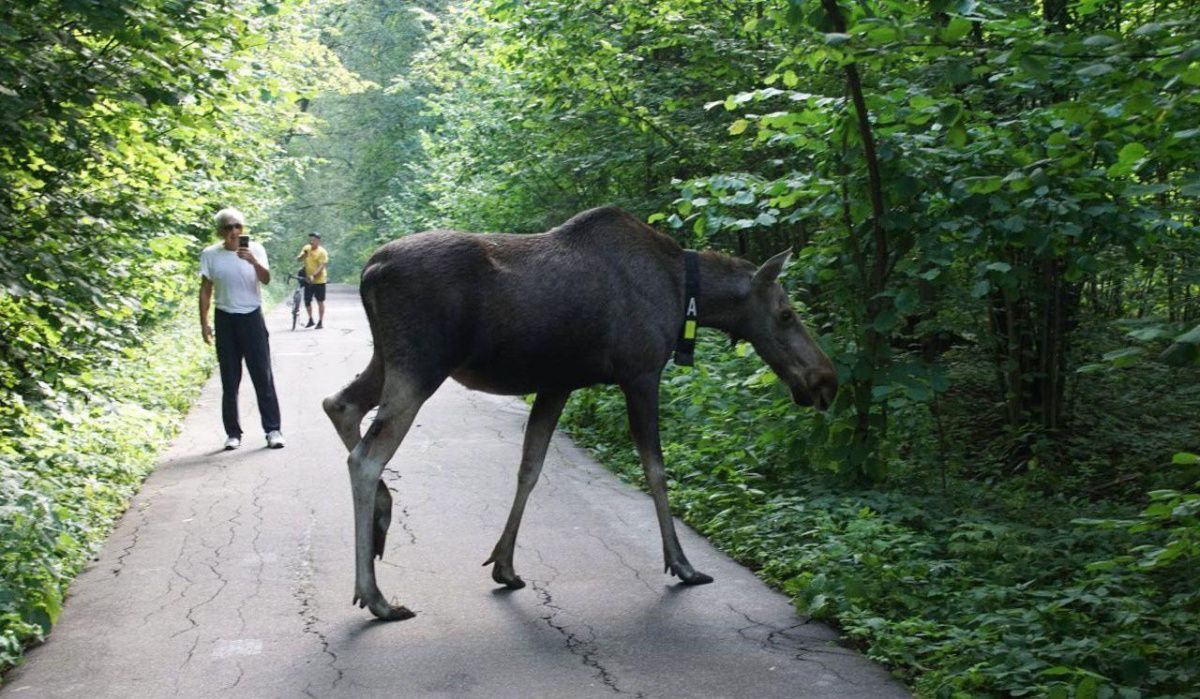 Московские дети дали имена для животных парка «Лосиный Остров»