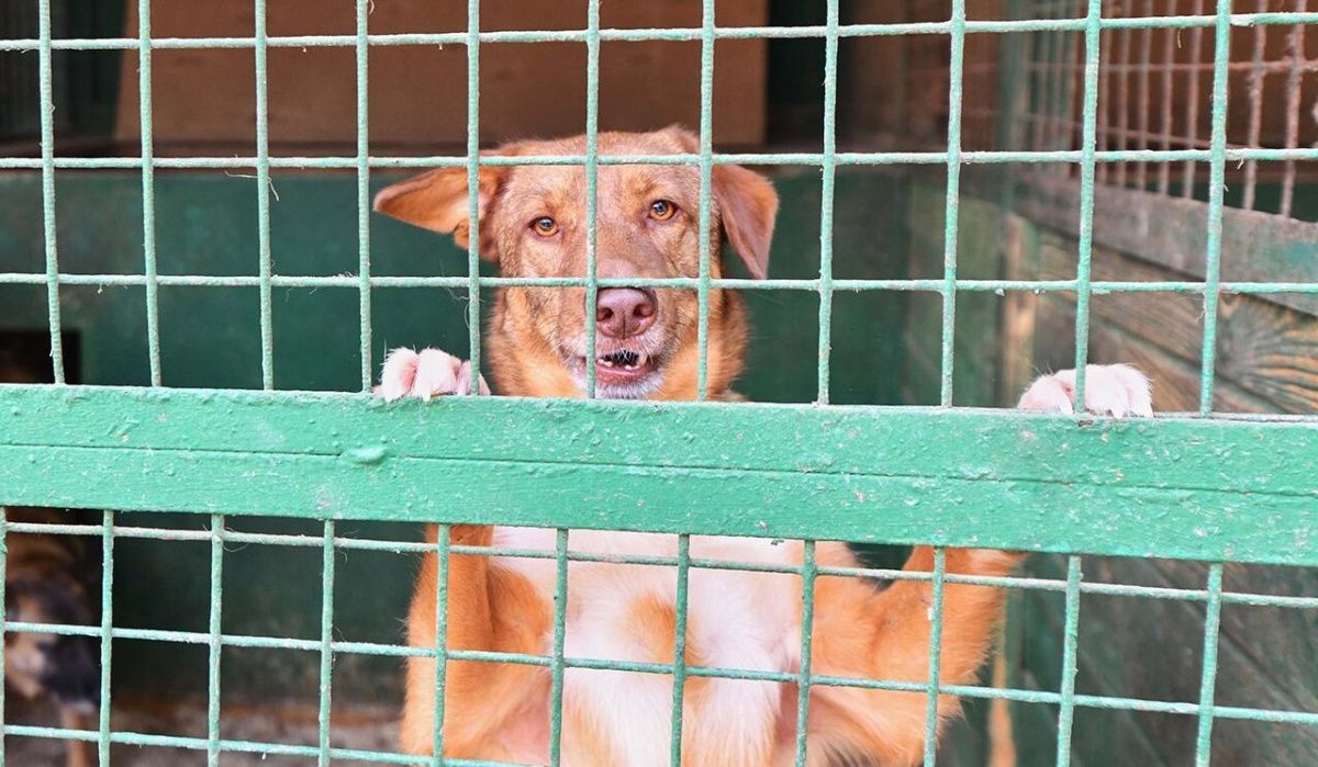 В Самаре могут ввести обязательную регистрацию для животных