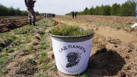 В Волгоградской области высадили миллион деревьев