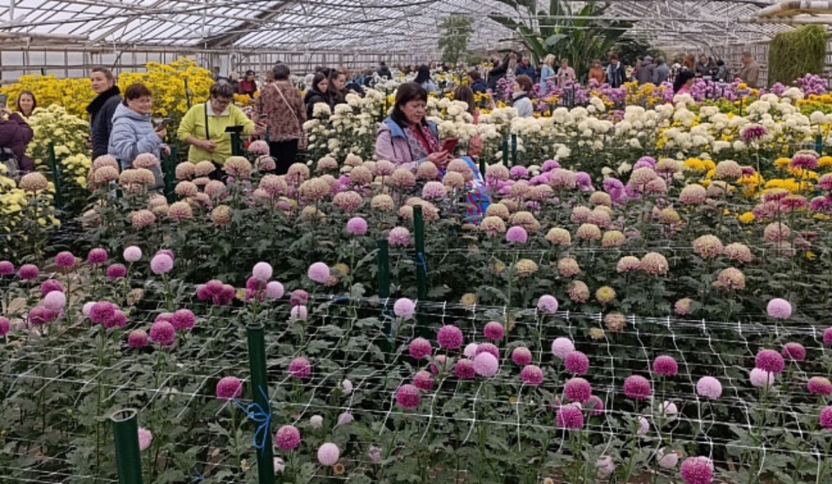 Волгоград ждет гостей на традиционный «Бал хризантем»