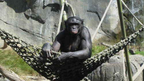 Казанский зоопарк пополнился новыми приматами
