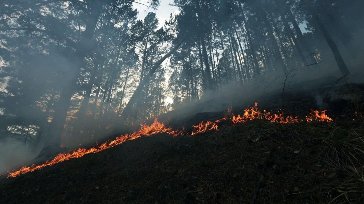В России за сутки ликвидировали 42 природных пожара