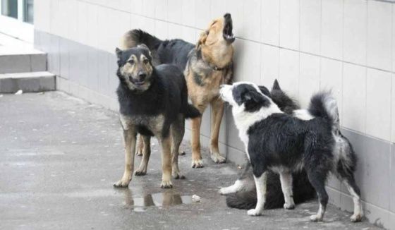 В Татарстане утвердили порядок отлова и умерщвления бездомных животных